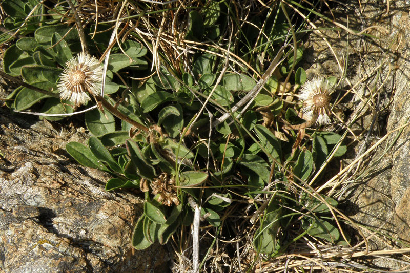 Aster alpinus / Astro alpino